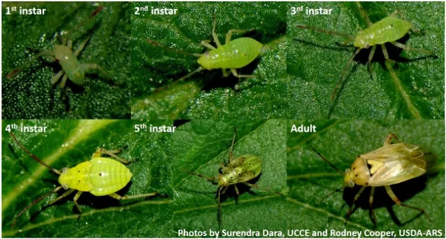 Lygus hesperus nymphs and adults