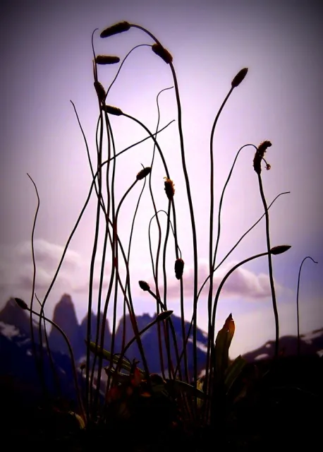 Plantain Torres del Painer Closeup