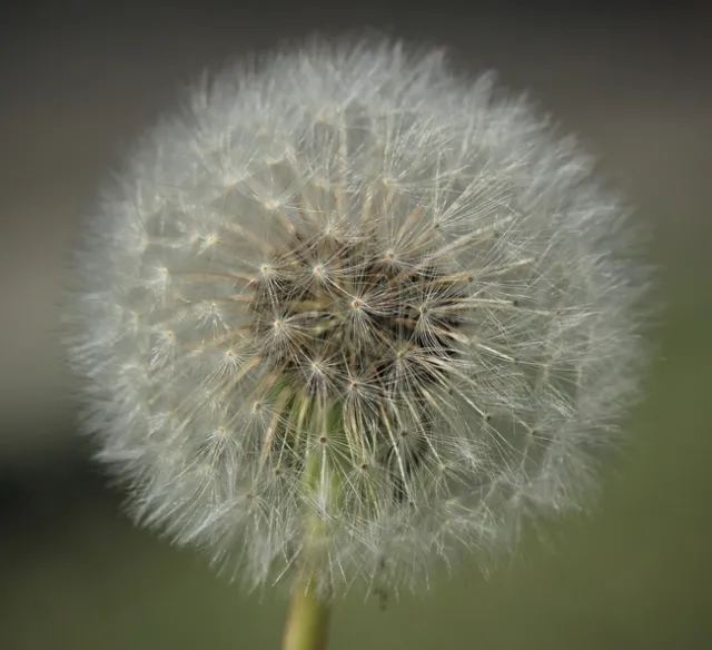 dandelion