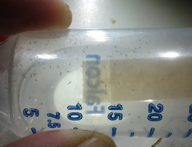 Vial with hundreds of Anagrus daanei prior to release in a vineyard