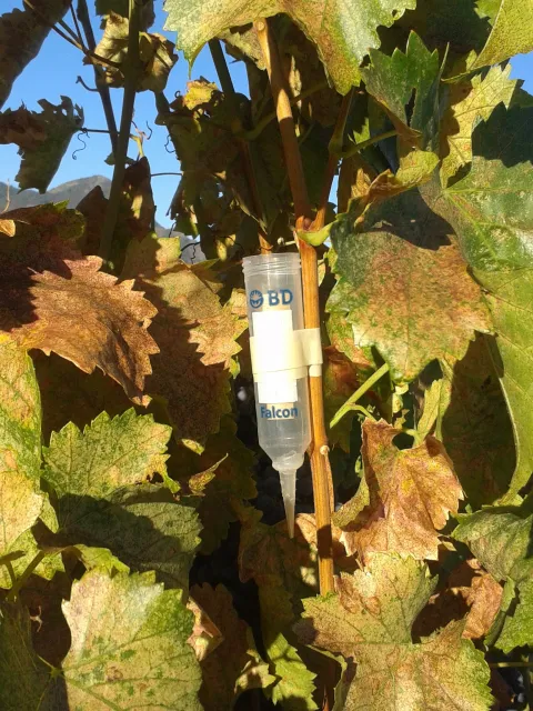 Releasing Anagrus daanei into a vineyard