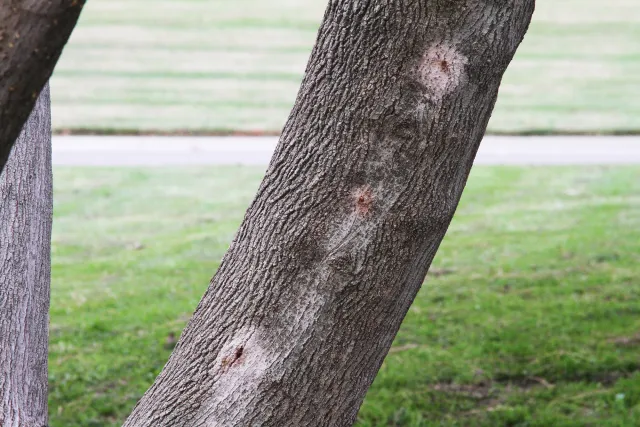 Staining on Box elder. Source: John Kabashima, UCCE