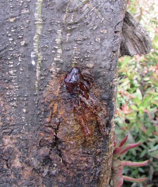 Acacia species respond to PSHB activity by gumming. Source: Akif Eskalen, UCANR