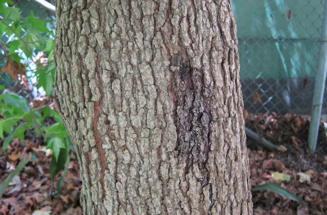 Staining on American sweetgum caused by PSHB. Source: John Kabashima, UCCE
