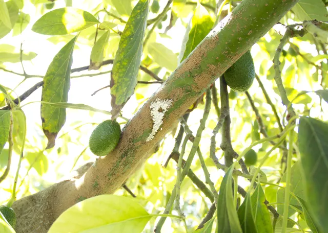 Characteristic sugary exudate on an avocado branch, caused by PSHB activity. Source: Akif Eskalen, UCANR