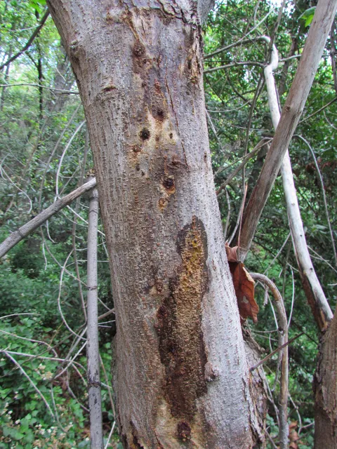Staining on bigleaf maple from PSHB activity. Source: Akif Eskalen, UCANR