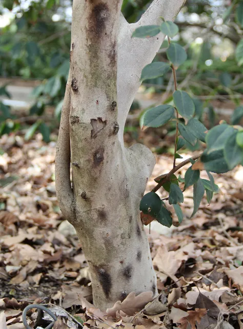 Staining on camellia from PSHB activity. Source: Monica Dimson, UCCE