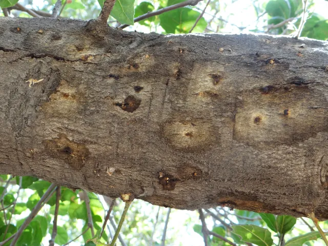 Wet staining on Coast live oak from PSHB boring. Source: Akif Eskalen, UCANR