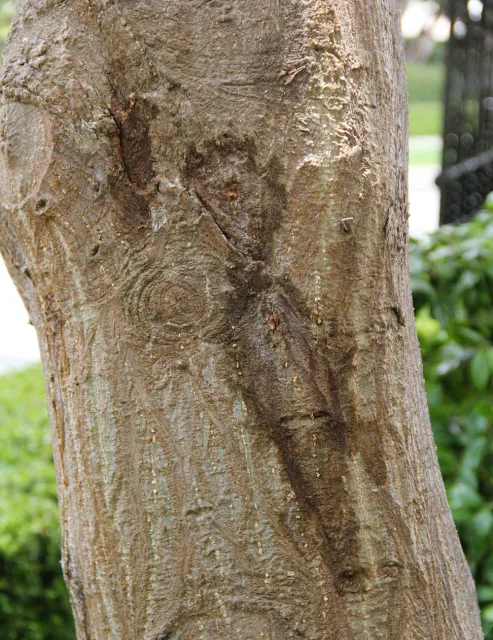 Staining on Coral tree due to PSHB activity. Source: Monica Dimson, UCCE