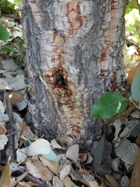 PSHB symptoms on Cork oak. Source: Akif Eskalen, UCANR