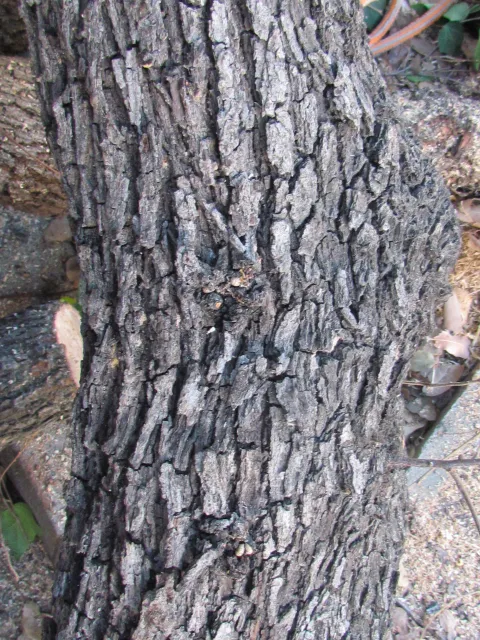 PSHB symptoms may be difficult to see on thick Engelmann oak bark. Source: Akif Eskalen, UCANR