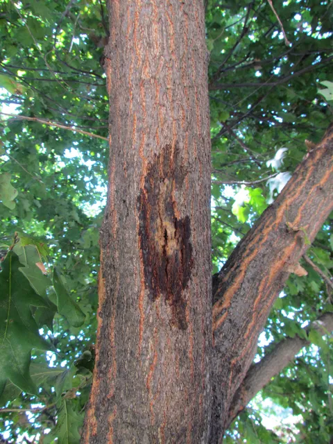 Staining caused by PSHB on English oak. Source: Akif Eskalen, UCANR