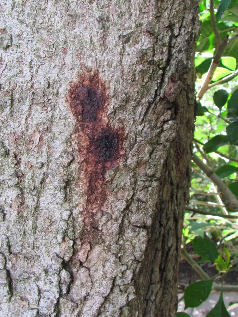 Staining from PSHB activity on Evergreen maple. Source: Akif Eskalen UCANR