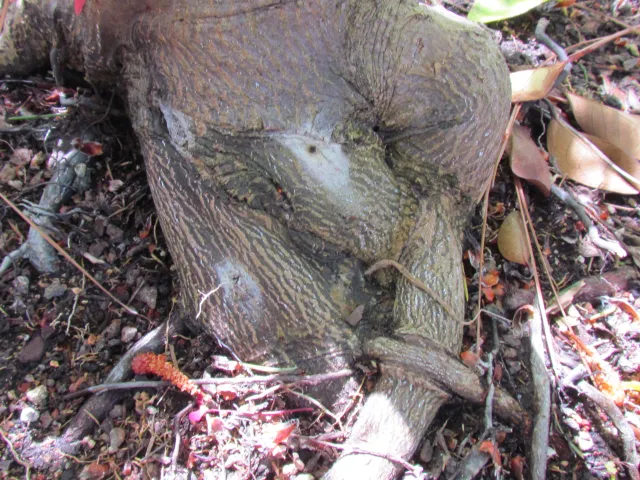 Staining from PSHB on Japanese maple. Source: Akif Eskalen, UCANR