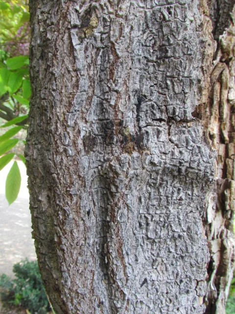 PSHB symptoms on wisteria. Source: Akif Eskalen, UCANR