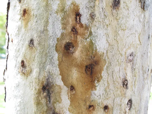 Symptoms of PSHB attack on London Plane. Source: John Kabashima, UCCE