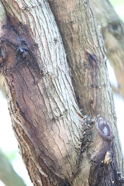 PSHB symptoms on mesquite. Source: Tim Thibault, Huntington Botanical Gardens