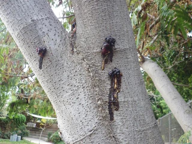 Dark gumming on mimosa/silk tree in response to PSHB attack. Source: Monica Dimson, UCCE