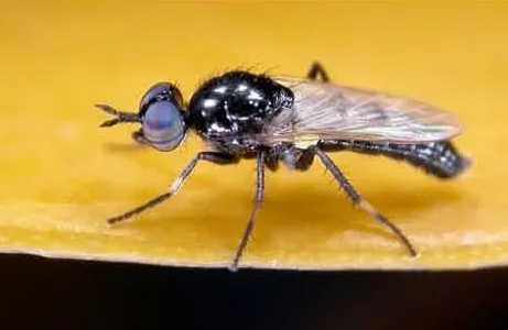 This insect, genus Agapophytus and family, Therevidae, needs a species name.