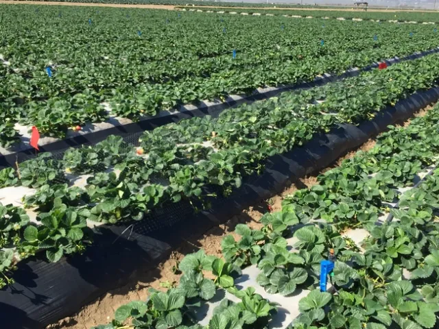 20150125 Micro-sprinkler plots with netting