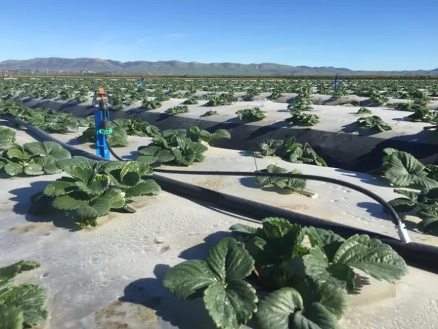 Micro-sprinkler plot two months after planting 20150106