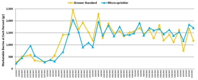 4 Marketable berries
