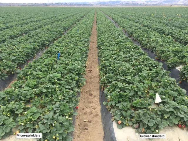 Micro left, standard right 20150526