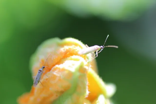 Tomato bug on zucchini-Lompoc 20150909 (6)