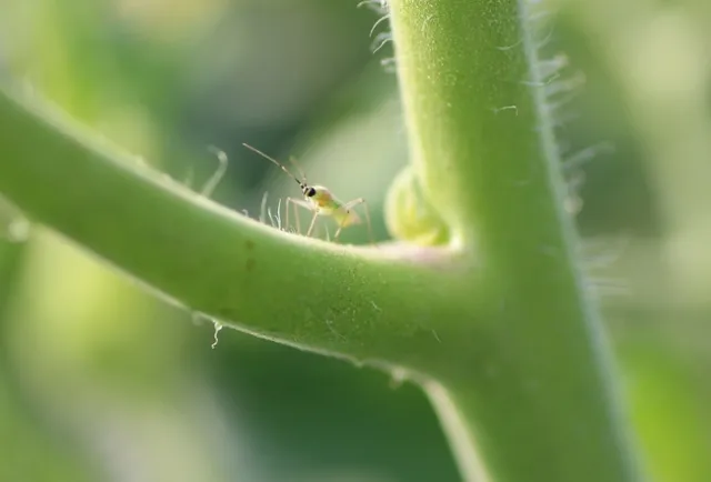 Tomato bug on tomato-UC Davis 20150911 (1)