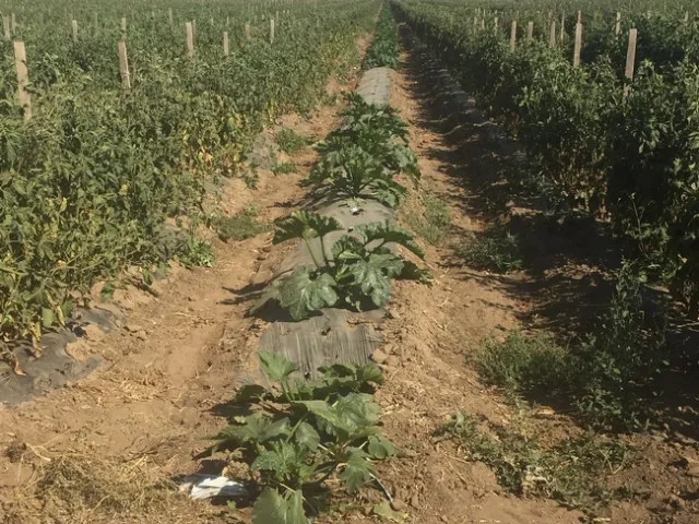 Tomato bug on zucchini-Lompoc 20150909 (7)