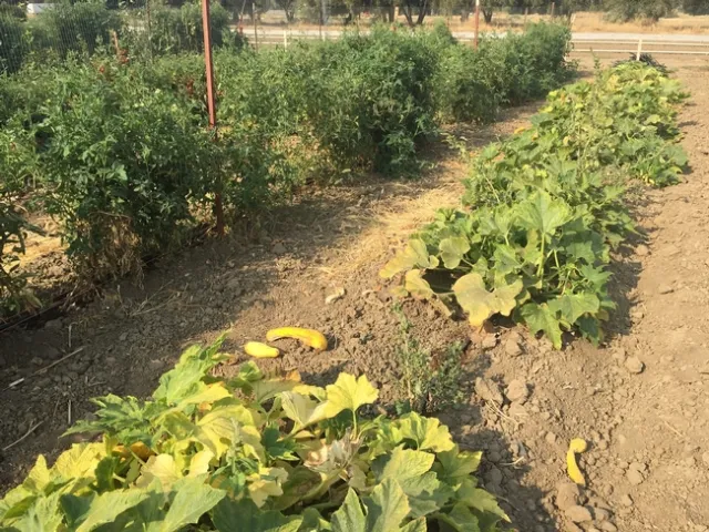 Tomato bugs found on yellow squash-UC Davis 20150911