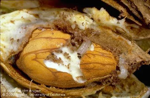 Navel orangeworm-Jack Kelly Clark