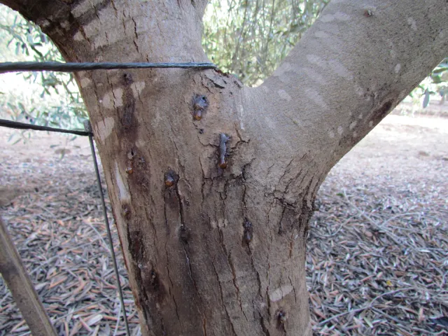 Olive, a non-reproductive host, responds to PSHB attack with gumming symptoms. Source: Akif Eskalen, UCANR