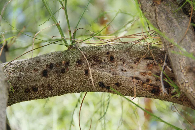 Staining from PSHB attack on native palo verde. Source: Monica Dimson, UCCE