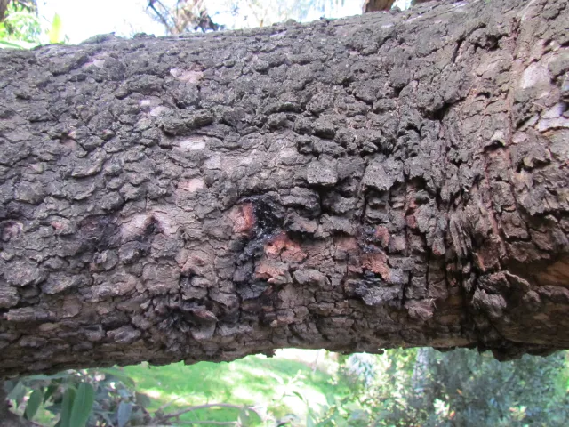 PSHB symptoms are difficult to see on the rough bark of red flowering gum. Source: Akif Eskalen, UCANR