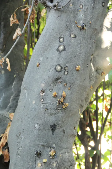 Gumming and staining on Titoki, caused by PSHB. Source: Monica Dimson, UCCE