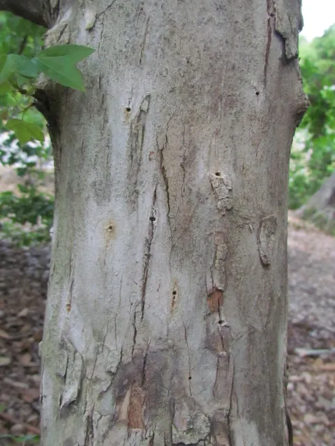 Dried staining around PSHB entry-holes on trident maple. Source: Akif Eskalen, UCANR