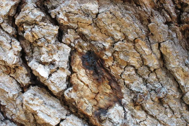 PSHB symptoms can be difficult to see on valley oak bark. Source: John Kabashima, UCCE