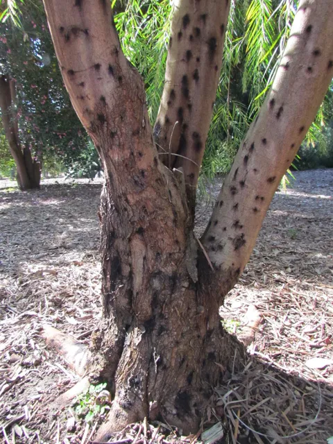 Staining from PSHB activity on weeping willow. Source: Akif Eskalen, UCANR