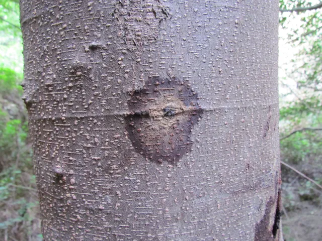 Staining and PSHB entry-hole on white alder. Source: Akif Eskalen, UCANR
