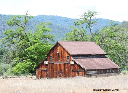 Picturesque barn dominates the landscape of the Hastings Natural History Preserve. Homesteader John Scott build the barn in 1863 with rough hewn beams and supports. (Photo by Kathy Keatley Garvey)