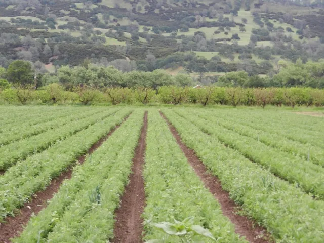 Photo of Full Belly Farm field with rows of crops