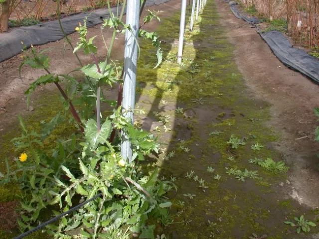 Weeds in bare ground post rows