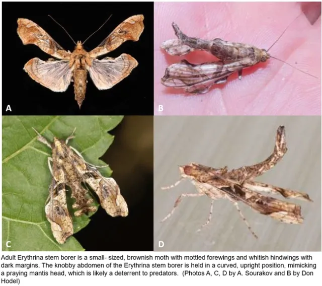 Erythrina stem and twig borer adult