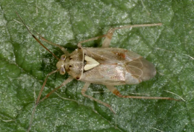 Lygus hesperus adult