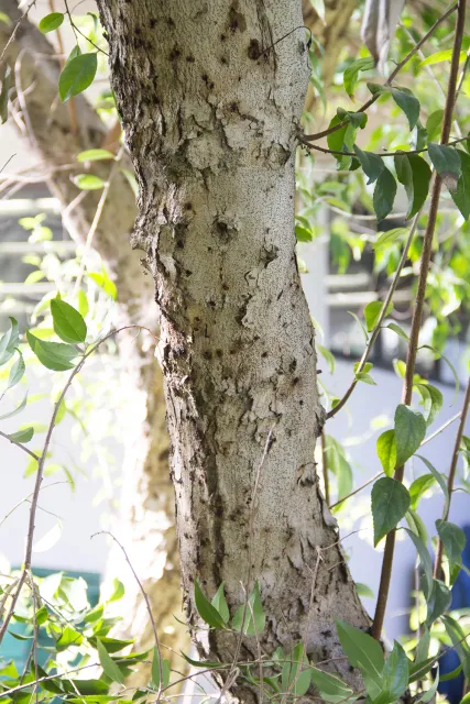 PSHB symptoms on a shiny Xylosma, also called dense logwood. Source: Monica Dimson, UCCE
