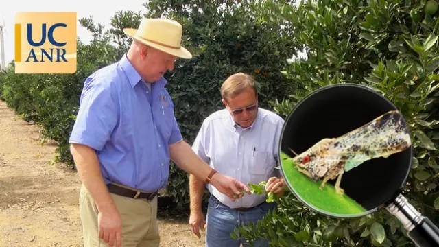 UCCE farm advisor Kevin Day and Tulare County farmer George McEwen looking at new growth on citrus trees.
