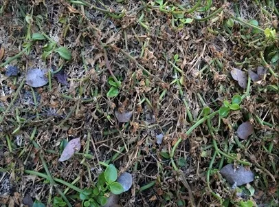 Severe downy mildew damage to Aptenia-Heather Scheck