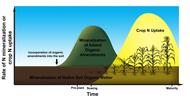 Organic N mineralization over time