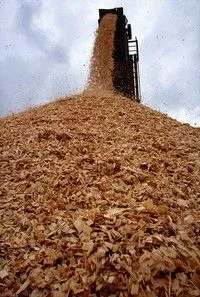 wood chips